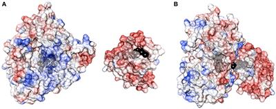 Human Cytochrome P450 3A4 as a Biocatalyst: Effects of the Engineered Linker in Modulation of Coupling Efficiency in 3A4-BMR Chimeras